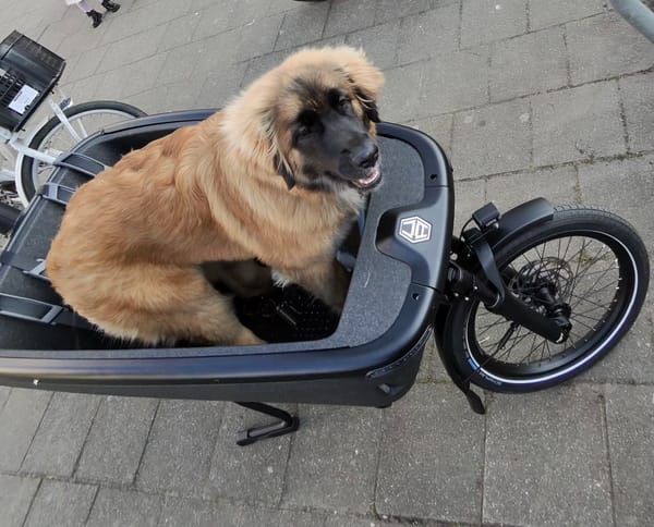 A family cargo bike (bakfiets) with a large dog riding in the front box on a Dutch street