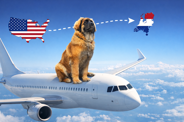 Illustration of a Leonberger dog sitting atop an airplane flying from the United States to the Netherlands